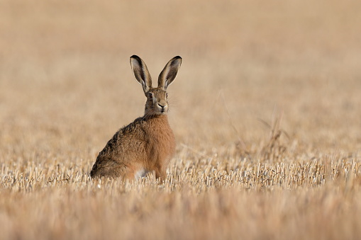 The European hare, also known as the brown hare, is a species of hare native to Europe and parts of Asia.