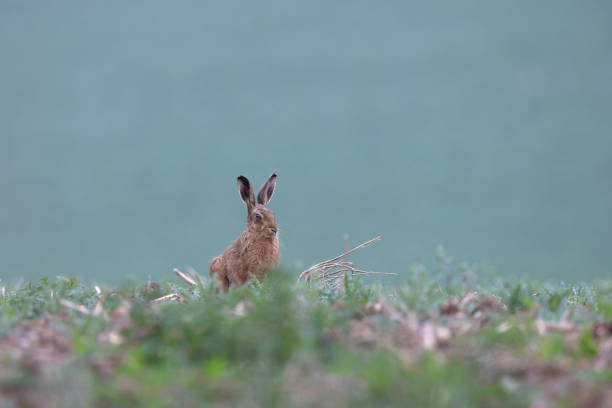 istock The European hare 1413115841