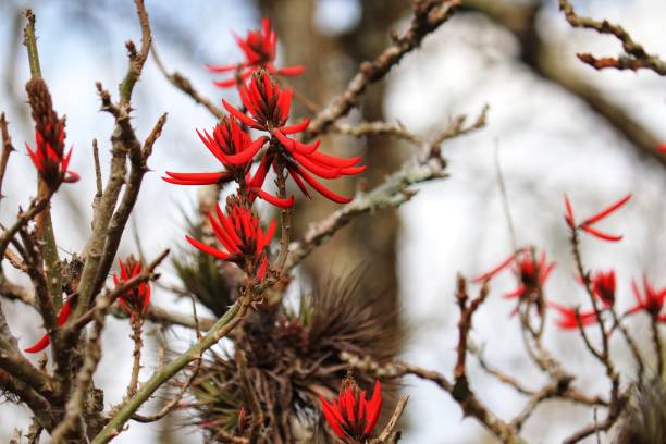 istock Erythrina speciosa a tree native to Brazil. 1413116899