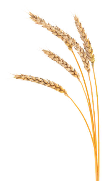Ears of wheat. stock photo