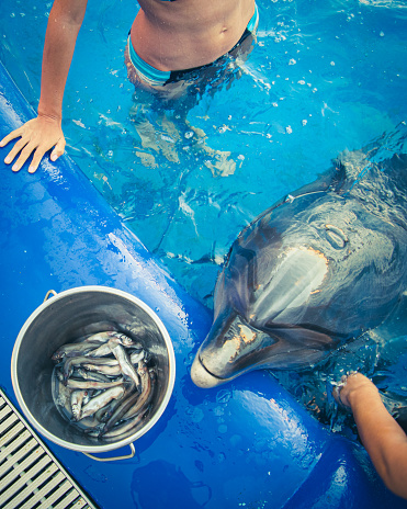 Top view hands feed dolphin with fish from bucket by swimming pool