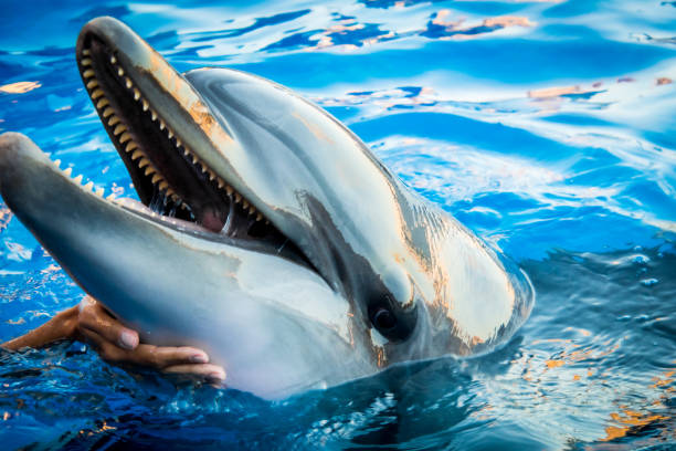istock Dolphin smile in water scene with hand under throat 1413119812
