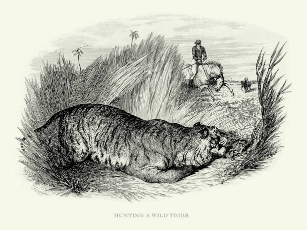 골동품 조각, 자연에서 야생 호랑이 사냥 새겨진 삽화 - tiger animals in the wild stalking zoo stock illustrations