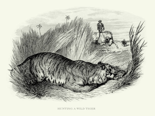 ilustrações, clipart, desenhos animados e ícones de gravura antiga, caçando um tigre selvagem na natureza ilustração gravada - tiger animals in the wild stalking zoo