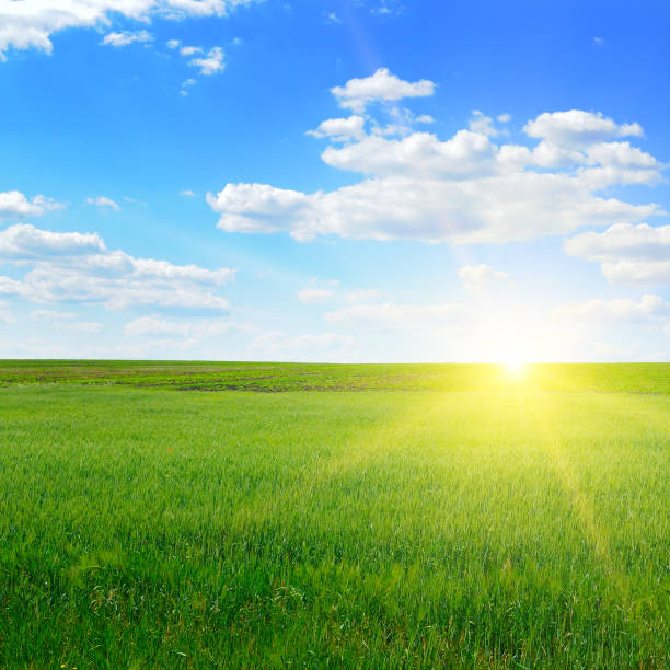 istock A green wheat field and a bright sunrise. 1413120766