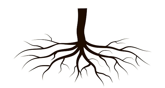 Vector illustration of a tree root. Black silhouette.
