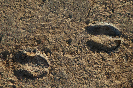 Tracks of Nolan warthog Phacochoerus africanus africanus. Oiseaux du Djoudj National Park. Saint-Louis. Senegal.