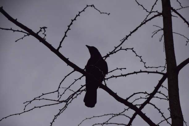 une silhouette de corbeau sur un arbre nu - bare tree photos photos et images de collection