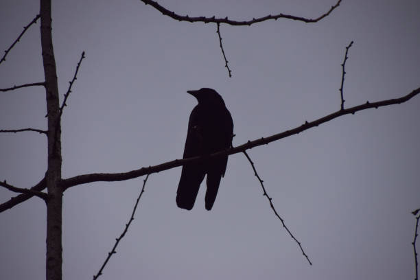 istock A silhouette of a crow on a bare tree 1413121991
