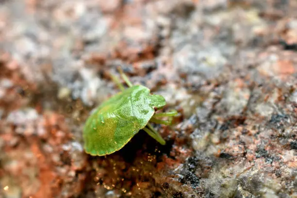Photo of Green stink bug close-up on a stone.
