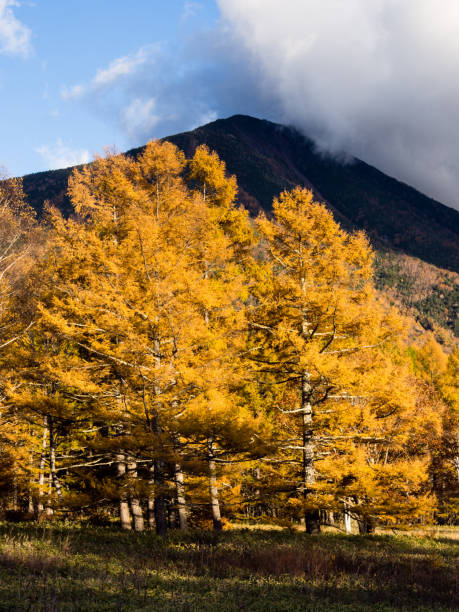 Mount Nantai and golden autumn larches at Senjogahara in Nikko National Park, Japan stock photo