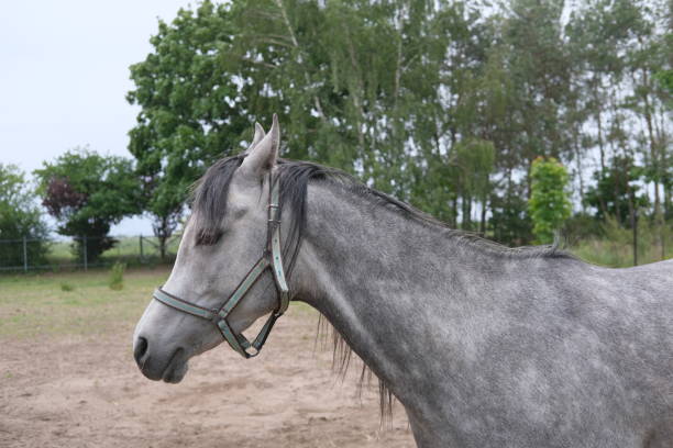Beautiful white playful horse showing tongue