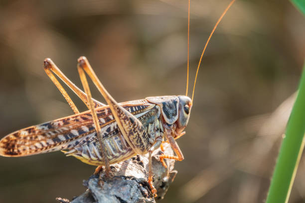 istock A large brown locust, Locusta migratoria, with a pattern on its body sits on branch among green vegetation in a summer garden. 1413124203