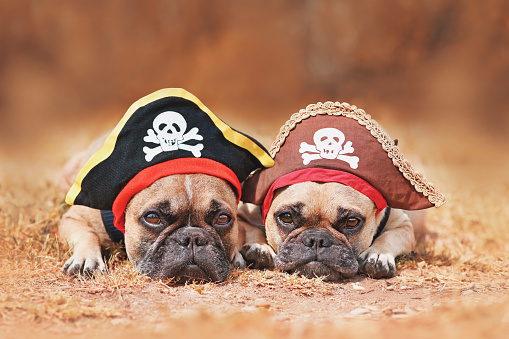 Perros Bulldog Francés con sombreros de disfraces de piratas de Halloween photo