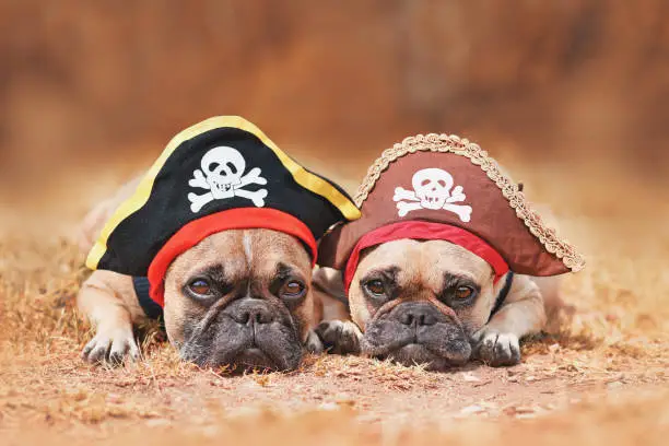 Photo of French Bulldog dogs wearing Halloween pirate costume hats