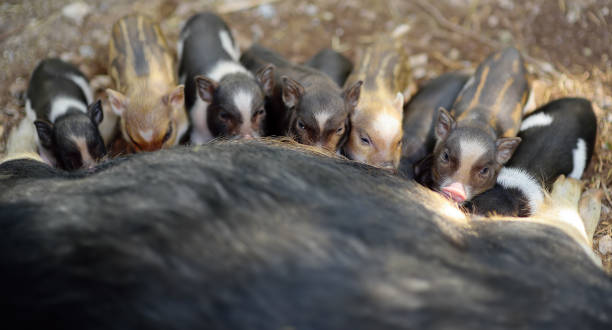 농장 마당에 작은 새끼 돼지에게 먹이를주는 lop-bellied 품종의 다작 암 s지. 가축을 기르는 것은 농업의 전통적인 방향입니다. 축산. 지역 비즈니스. - 13448 뉴스 사진 이미지