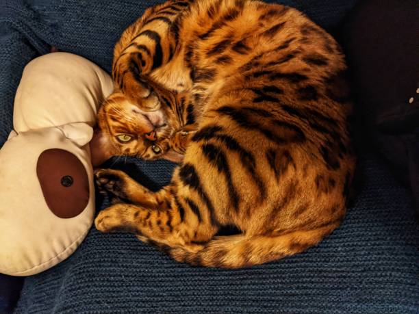 istock Bengal cat at home 1413125677