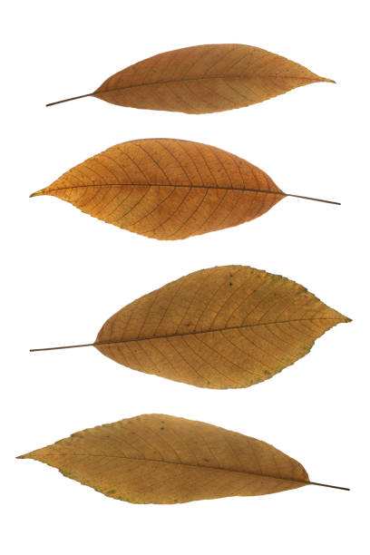 istock Set of dry autumn leaves. 1413127471