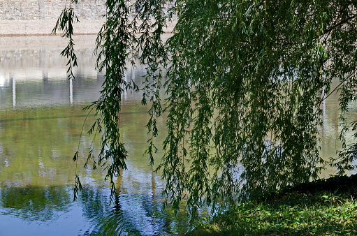Spring with fresh branches of White Willow or Salix alba, beautiful tree on the shore of Lake Ariana, Sofia, Bulgaria