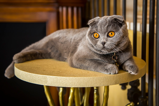 Female Russian Blue cat, about 24 months old.