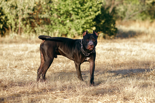 A black pitbull with a chain around his neck looks closely at the owner. Fighting strong dog breed for a walk. Free space for text