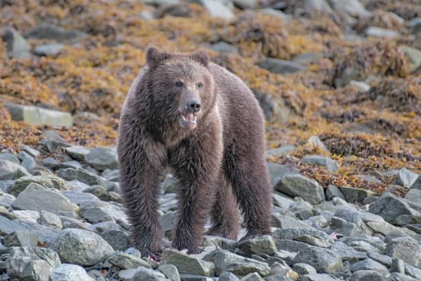 wielki niedźwiedź brunatny alaska na skalistym brzegu patrząc w kierunku kamery - lynn canal zdjęcia i obrazy z banku zdjęć