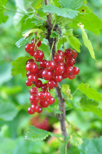 istock On the bush berries are ripe red currant 1413130976