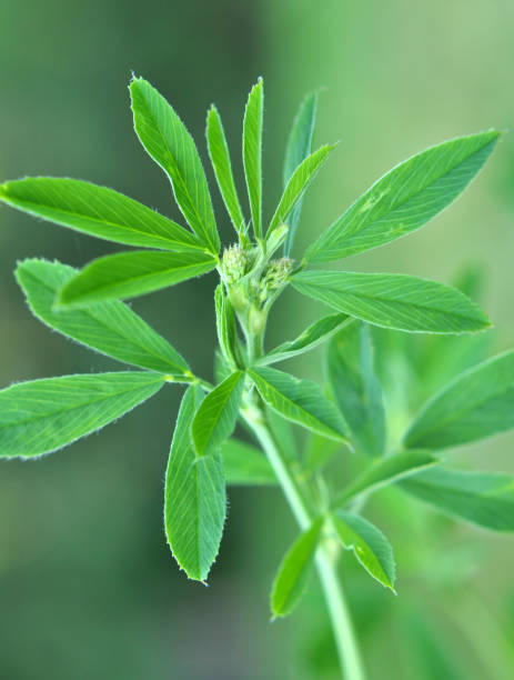 istock In the spring field young alfalfa grows 1413131006