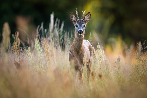 Wild Roe Deer buck , natural habitat.