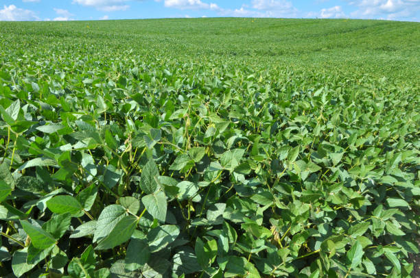 istock Soybeans grow in the field 1413132074