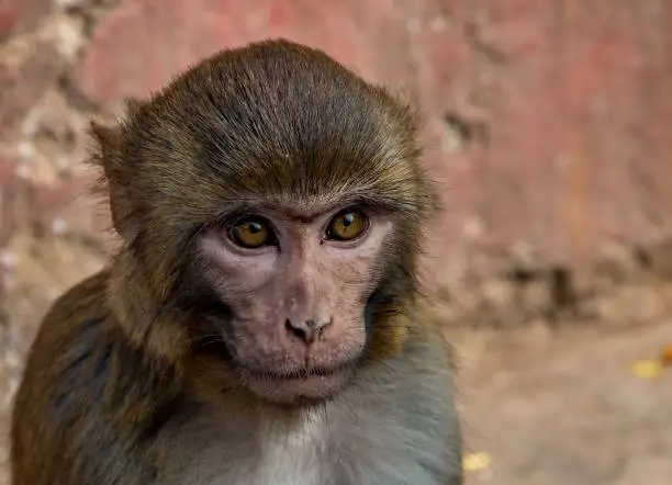 Close-up of a  Macacus Rhesus in a Nepalese temple.