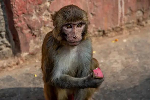 Close-up of a  Macacus Rhesus.