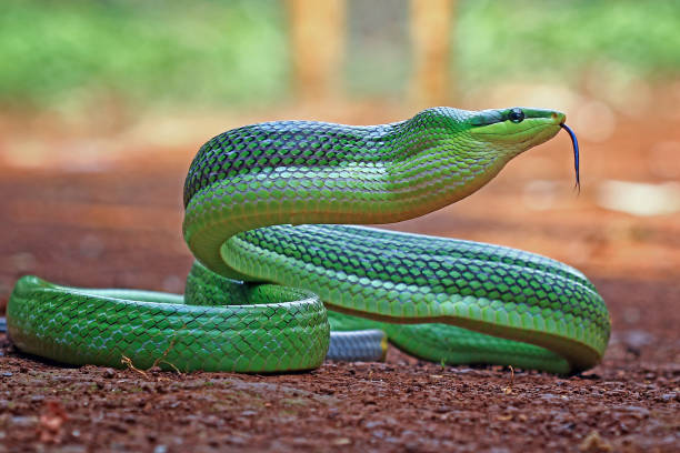 istock green snake, gonyosoma oxycephalum 1413133469