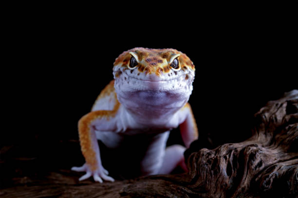 istock close-up of leopard gecko lizard on wood 1413133472