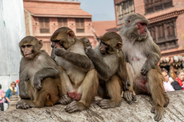 macacus rhesus family - swayambhunath imagens e fotografias de stock