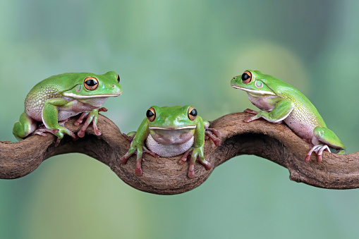 green tree frogs on branch