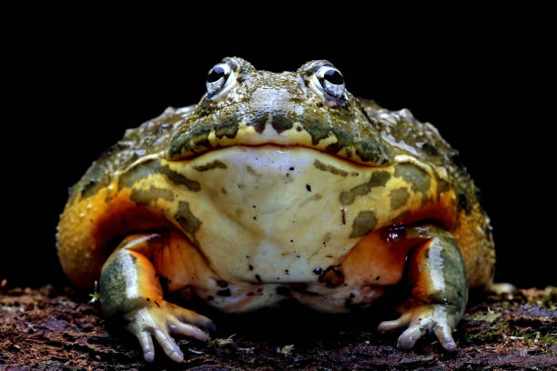 African bullfrog sitting on a branch giant frog stock pictures, royalty-free photos & images