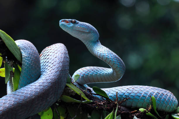 istock Blue viper snake closeup on branch 1413134284