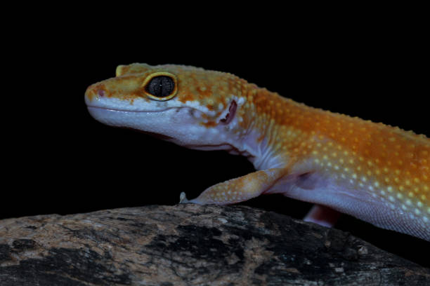 istock close-up of leopard gecko lizard on wood 1413134297
