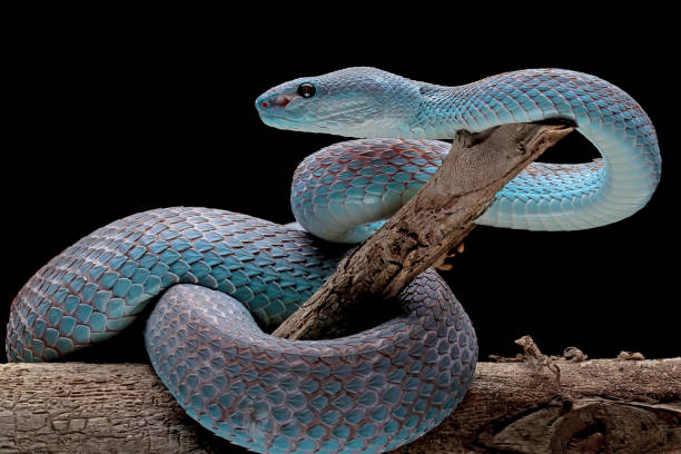 niebieski żmija wąż na gałęzi - snake wildlife tropical rainforest reptile zdjęcia i obrazy z banku zdjęć