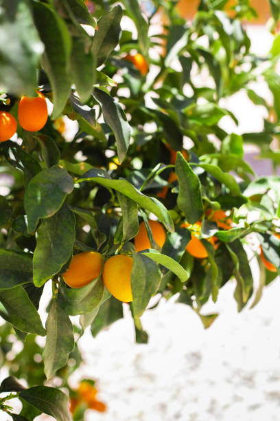 istock Fruits of loquat on the tree 1413134821