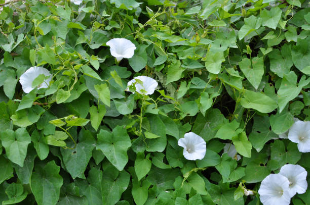 istock Calystegia sepium grows in the wild 1413134905