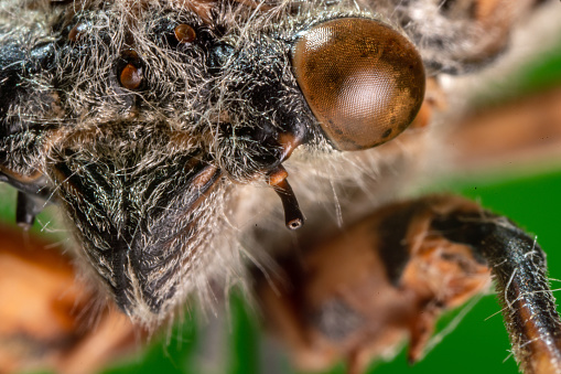 Cicada’s face, extreme close-up shot of the insect face