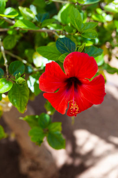 Red hibiscus flower on a green background