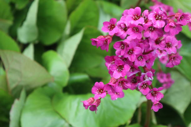 istock Purple Bergenia 1413135027