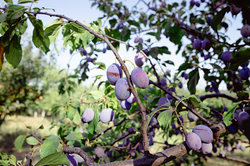 Organic Italian prune plums on plum trees and branches