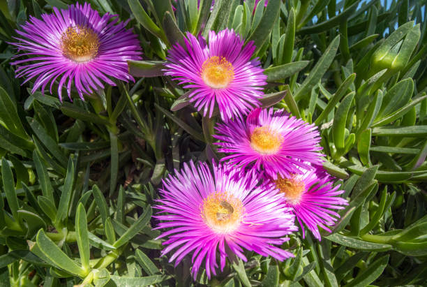 Chilean Sea Fig (Carpobrotus chilensis) at Agios Vasilios Municipality on Crete, Greece