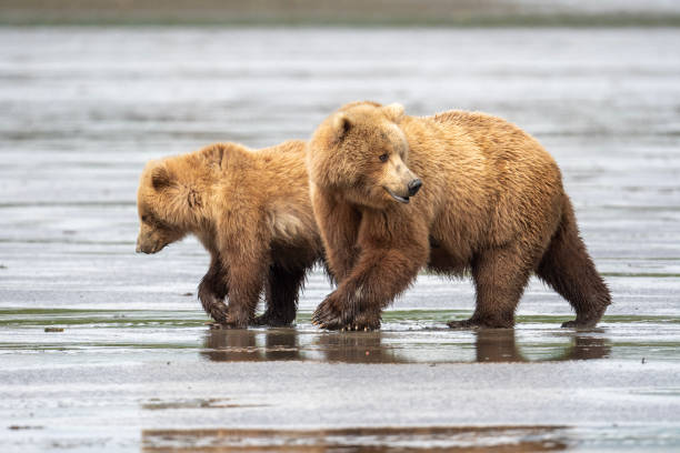 istock Alaskan brown bear sow and cub on mudflats at McNeil River 1413135758