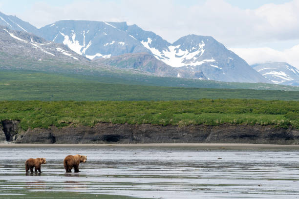 istock Alaskan brown bear sow and cub on mudflats at McNeil River 1413135769