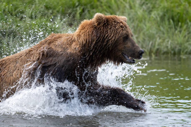istock Alaskan brown bear fishing 1413135808
